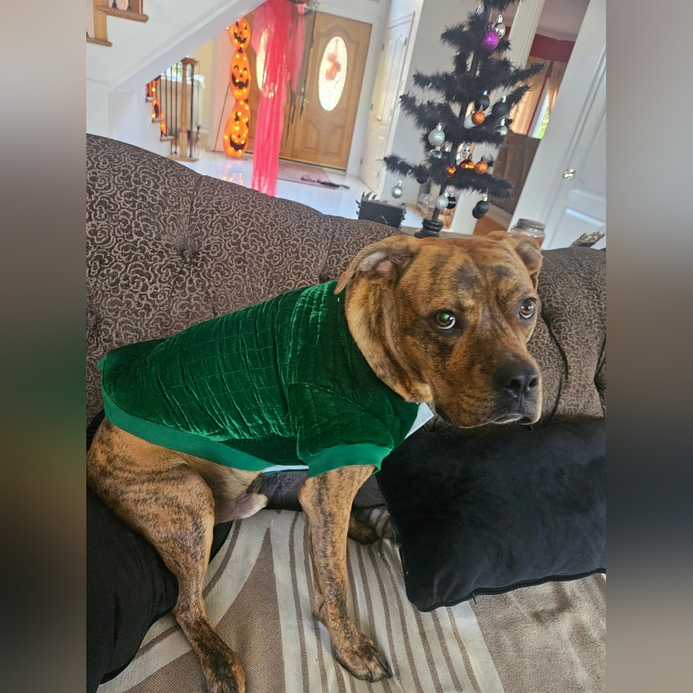 Isaac MIZRAHI Green Velvet Dog CHRISTMAS VEST, PADDED. NEW .SZ M
